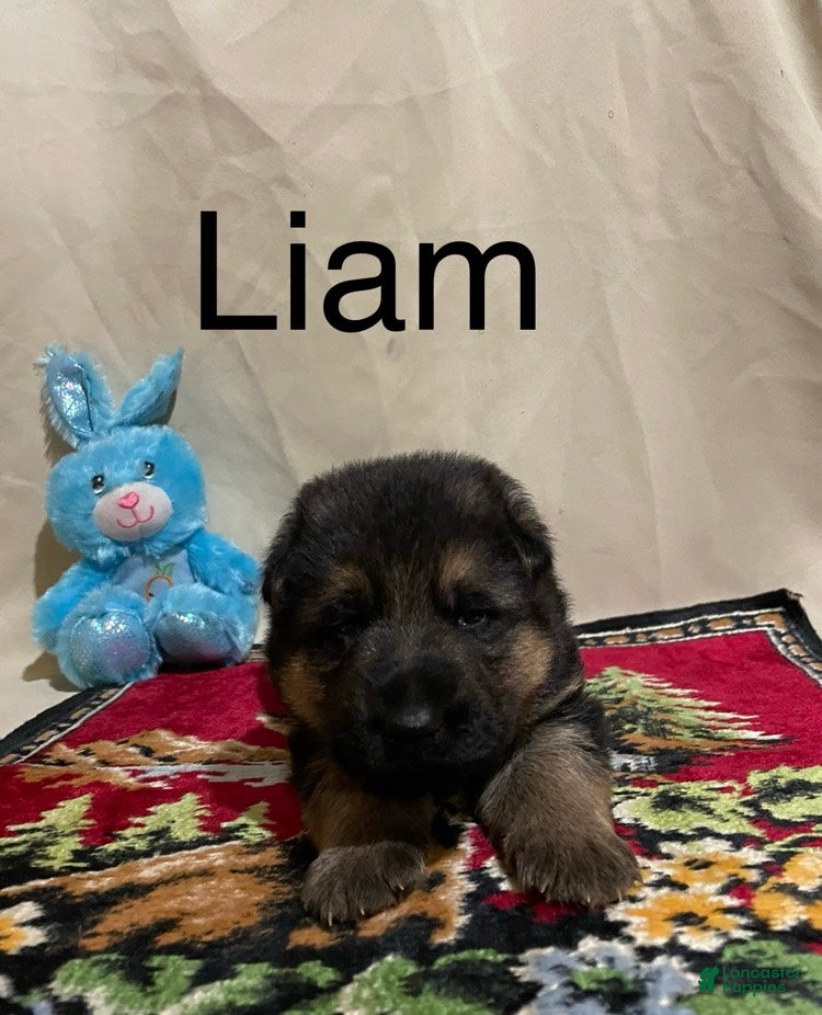 German Shepherd dogs Liam - Ad 34