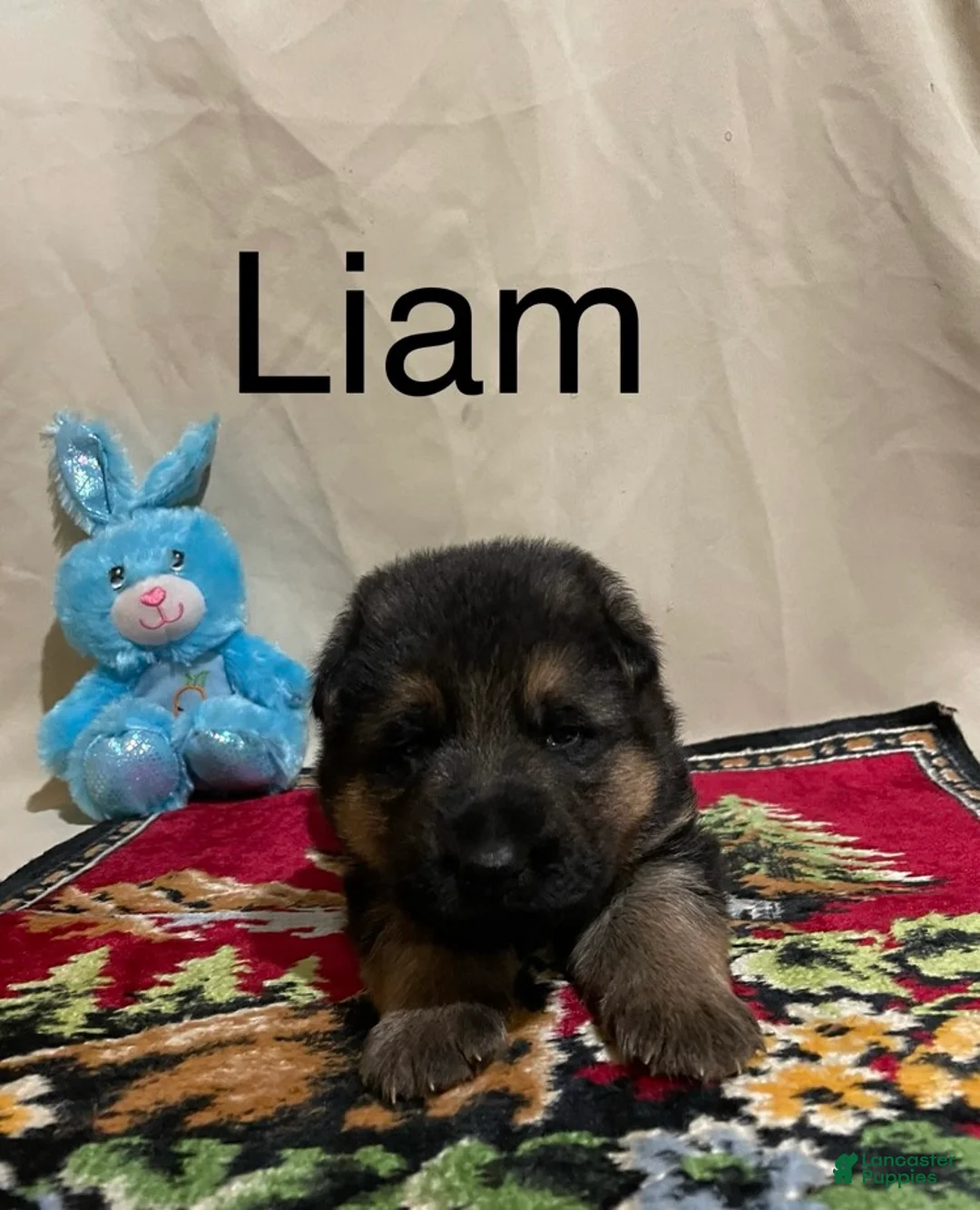German Shepherd dogs for sale: Luke - Ad 11