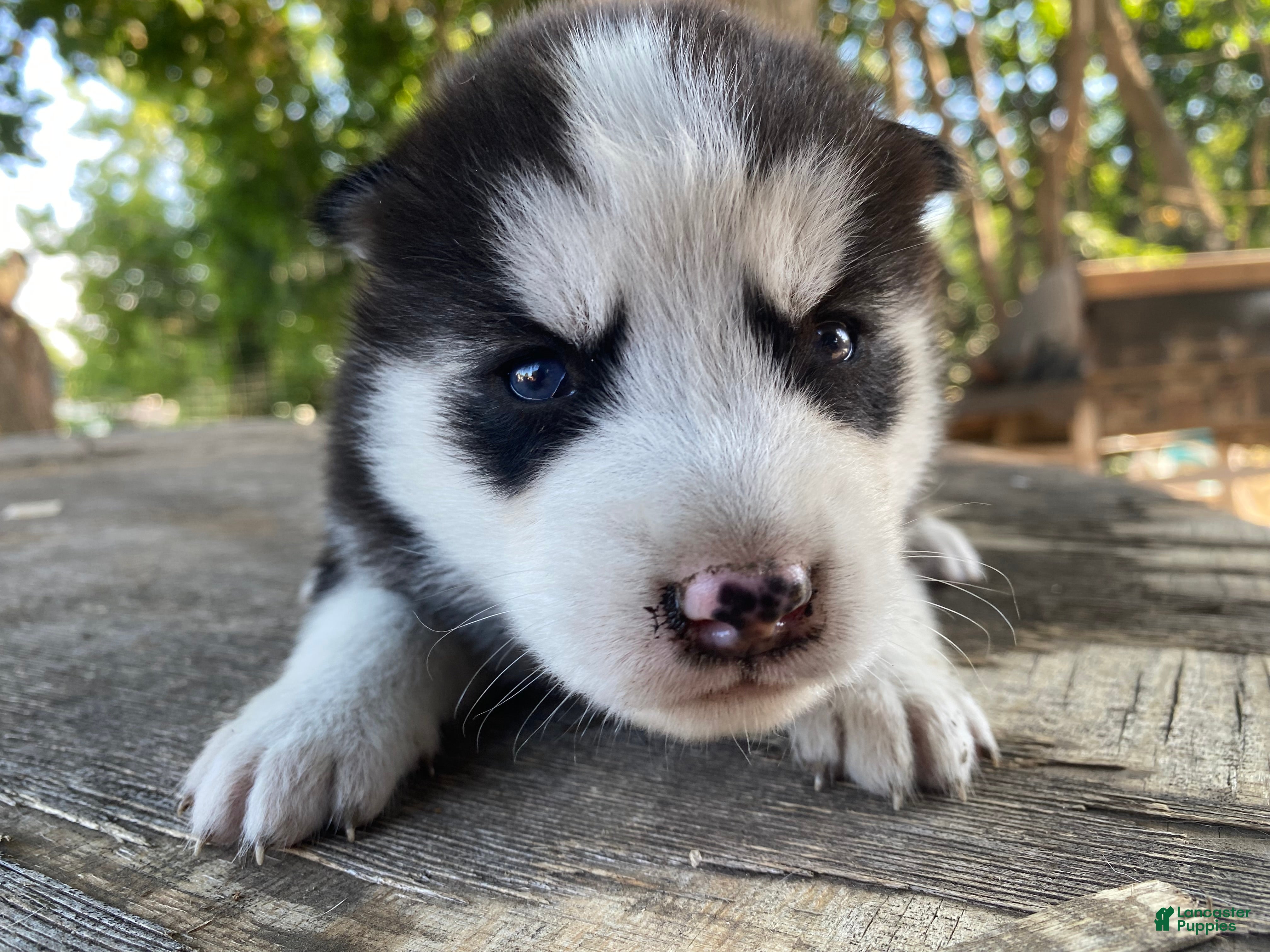 Mixed Breed dogs Firu - Ad 1