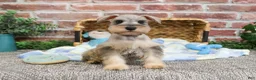 Miniature Schnauzer dogs for sale: Thor - Ad 3
