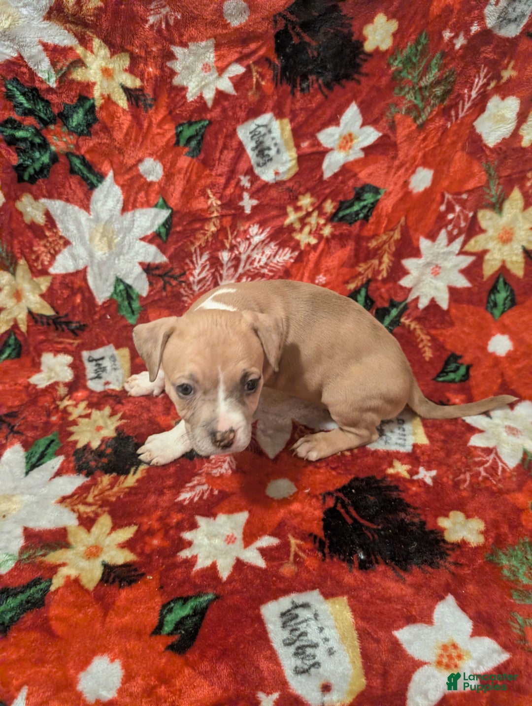 American Bully dogs for sale: American Bully Puppy 2 - Ad 1