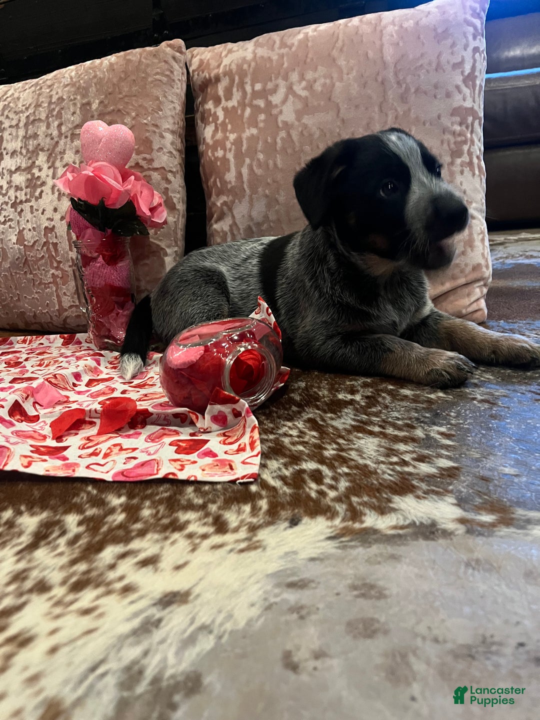 Australian Cattle Dog dogs for sale: Australian Cattle Dog Puppy 1 - Ad 11