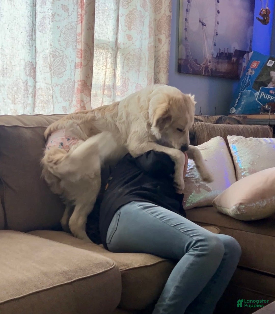 Mixed Breed dogs for sale: Hannah - Ad 6