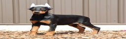 Doberman Pinscher dogs for sale: Jasmin - Ad 1