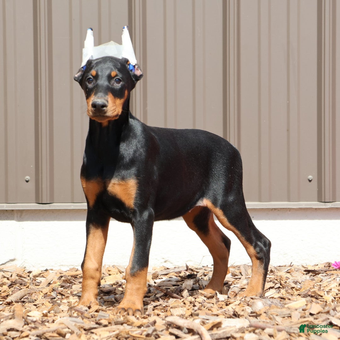 Doberman Pinscher dogs for sale: Jasmin - Ad 1