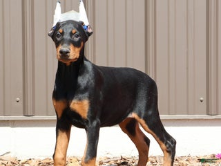 Doberman Pinscher dogs Jasmin - Ad 37