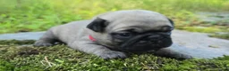 Pug dogs for sale: Bo - Ad 3