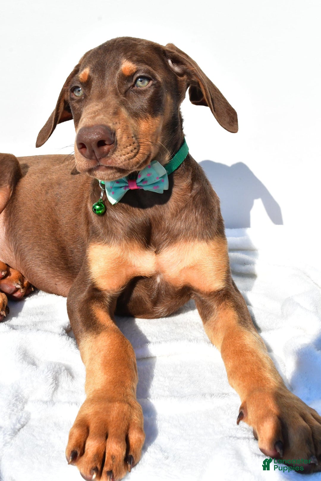 Doberman Pinscher puppies for sale in Millersburg Lancaster