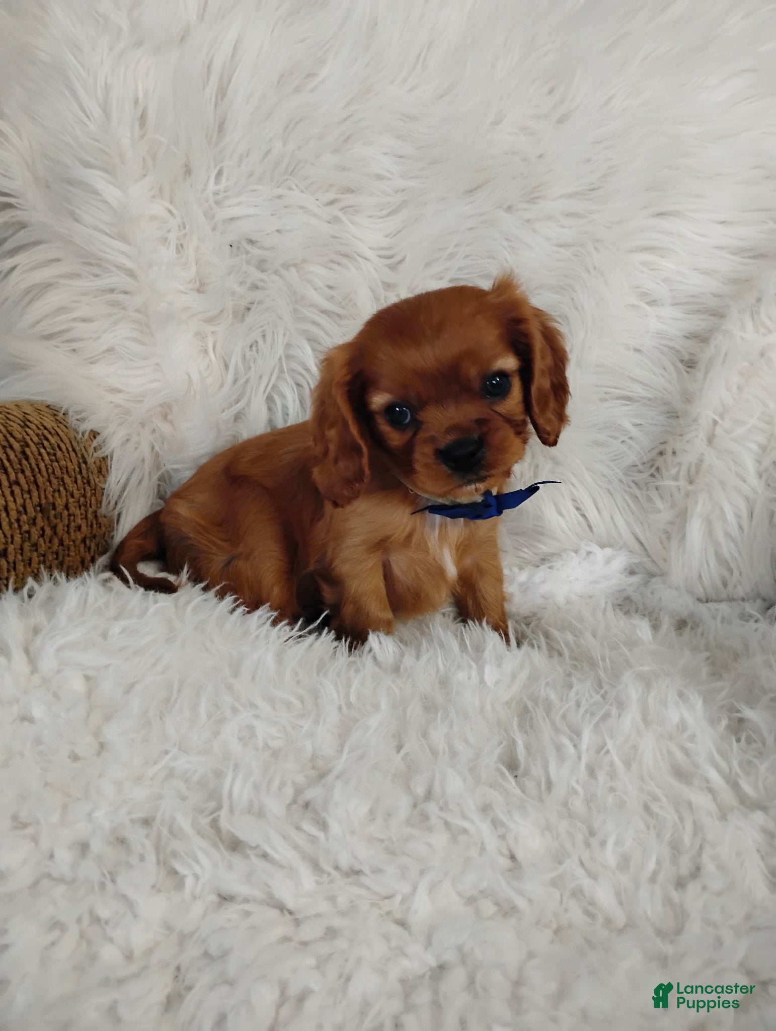 Cavalier King Charles Spaniel dogs Dash - Ad 2