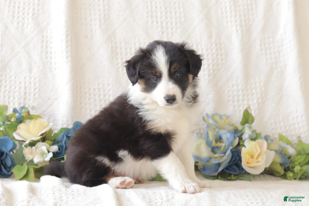Border Collie dogs for sale: Bertie - Ad 2