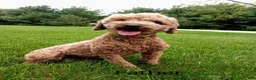 Miniature Poodle dogs for sale: Mercy - Ad 9