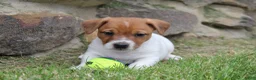 Jack Russell Terrier dogs for sale: Frankie - Ad 1