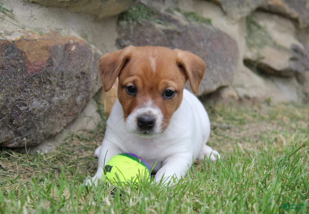 Jack Russell Terrier dogs for sale: Frankie - Ad 1
