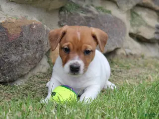 Jack Russell Terrier dogs for sale: Frankie - Ad 3