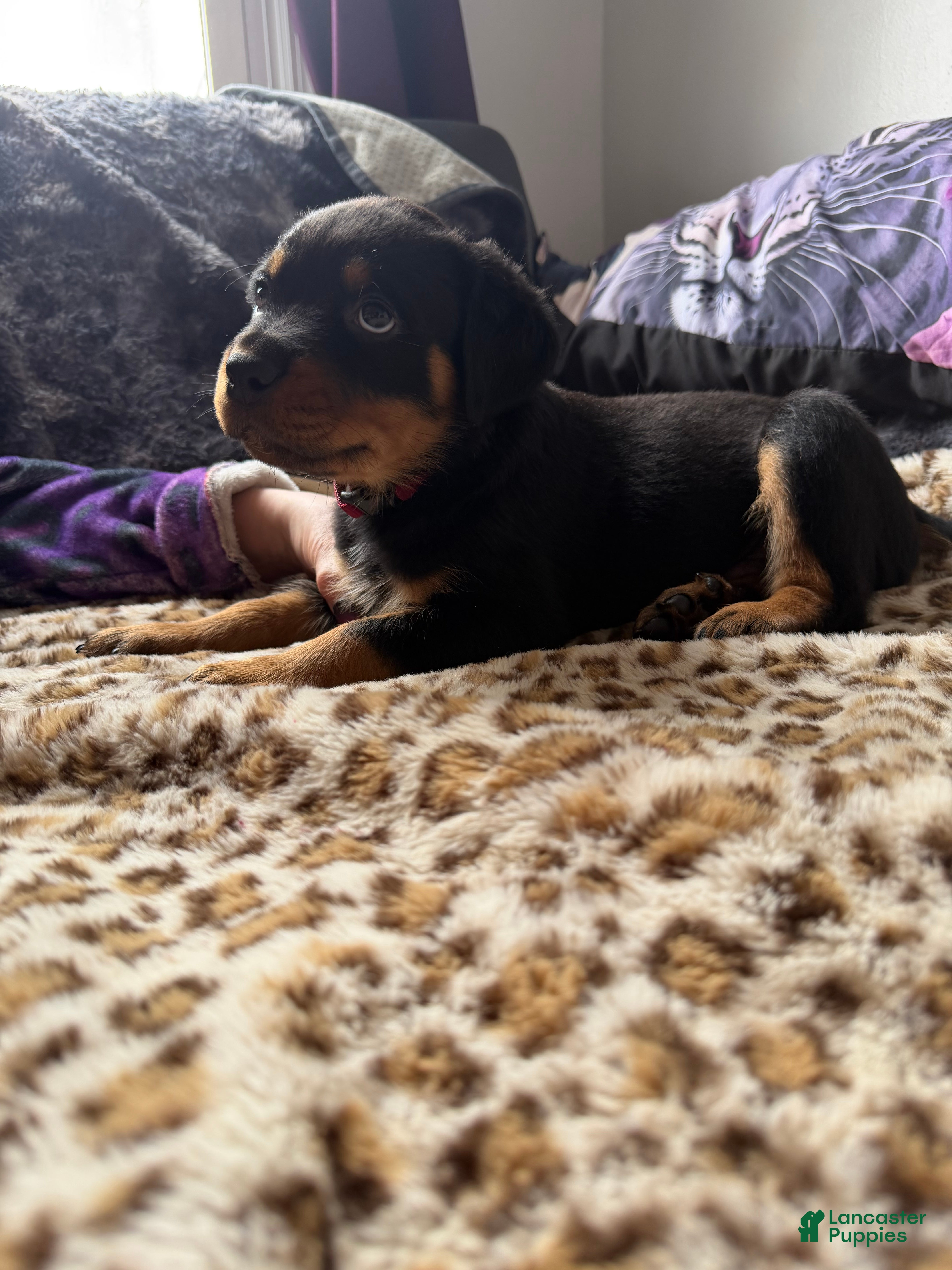 Rottweiler dogs Maroon - Ad 1