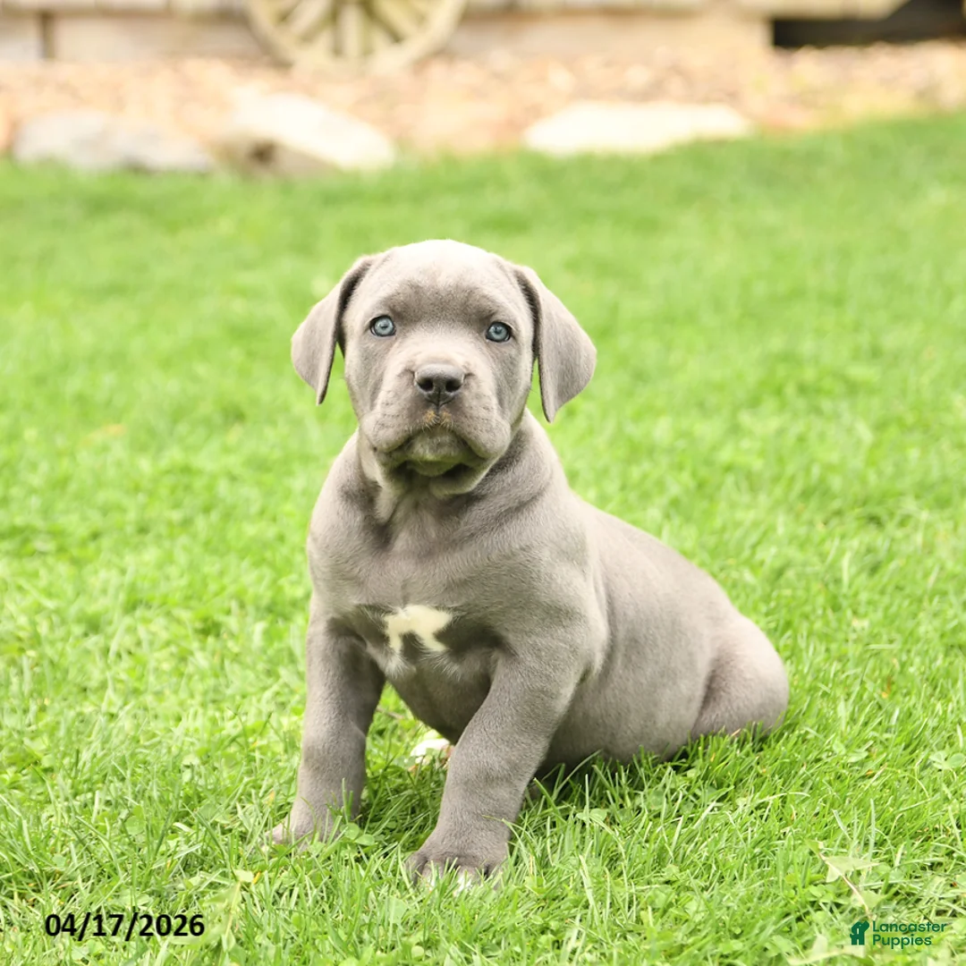 Cane Corso dogs for sale: Savannah - Ad 2