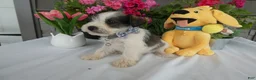 Miniature Schnauzer dogs for sale: Miniature Schnauzer 6 Rocko - Ad 2