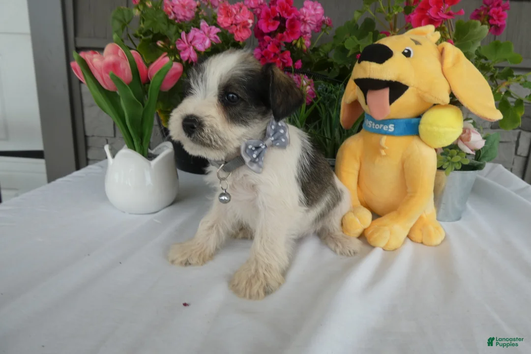 Miniature Schnauzer dogs for sale: Miniature Schnauzer 6 Rocko - Ad 2
