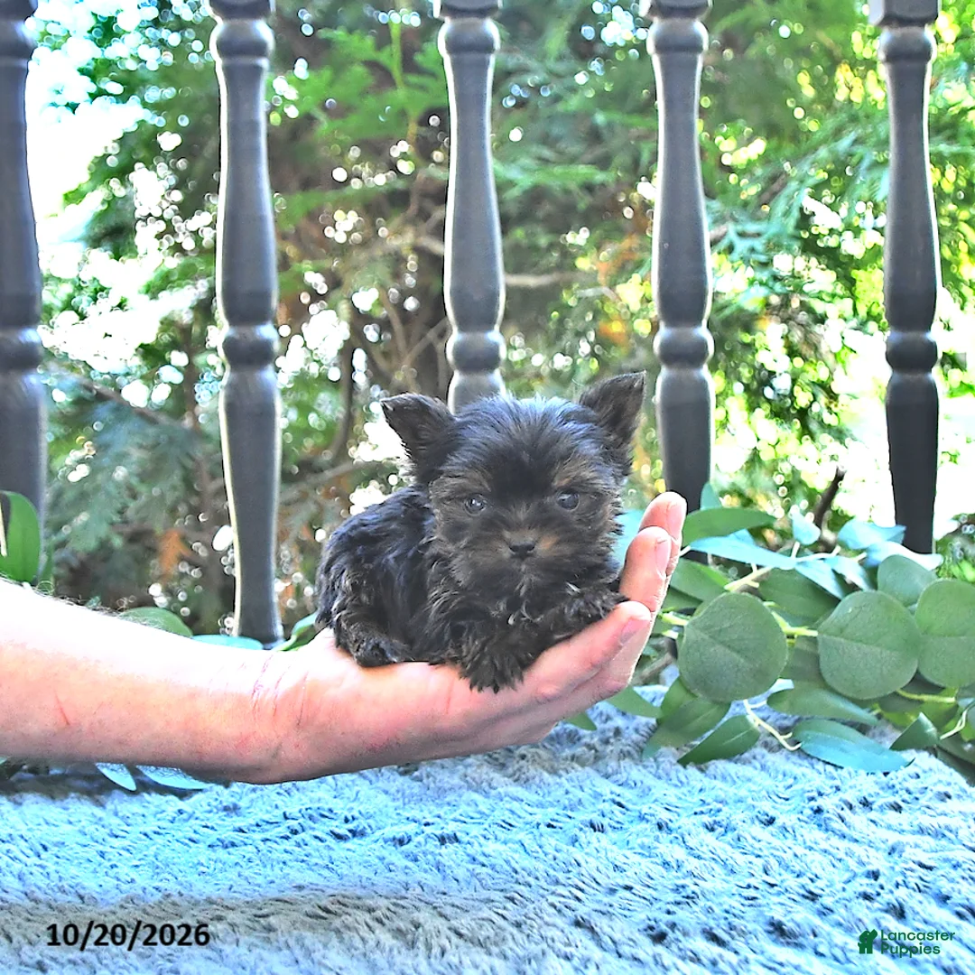 Yorkshire Terrier dogs for sale: Willa EXTRA SMALL - Ad 2