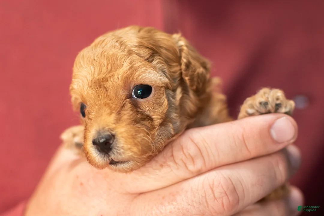Toy Poodle dogs for sale: Toy Poodle 1 sugar  - Ad 1
