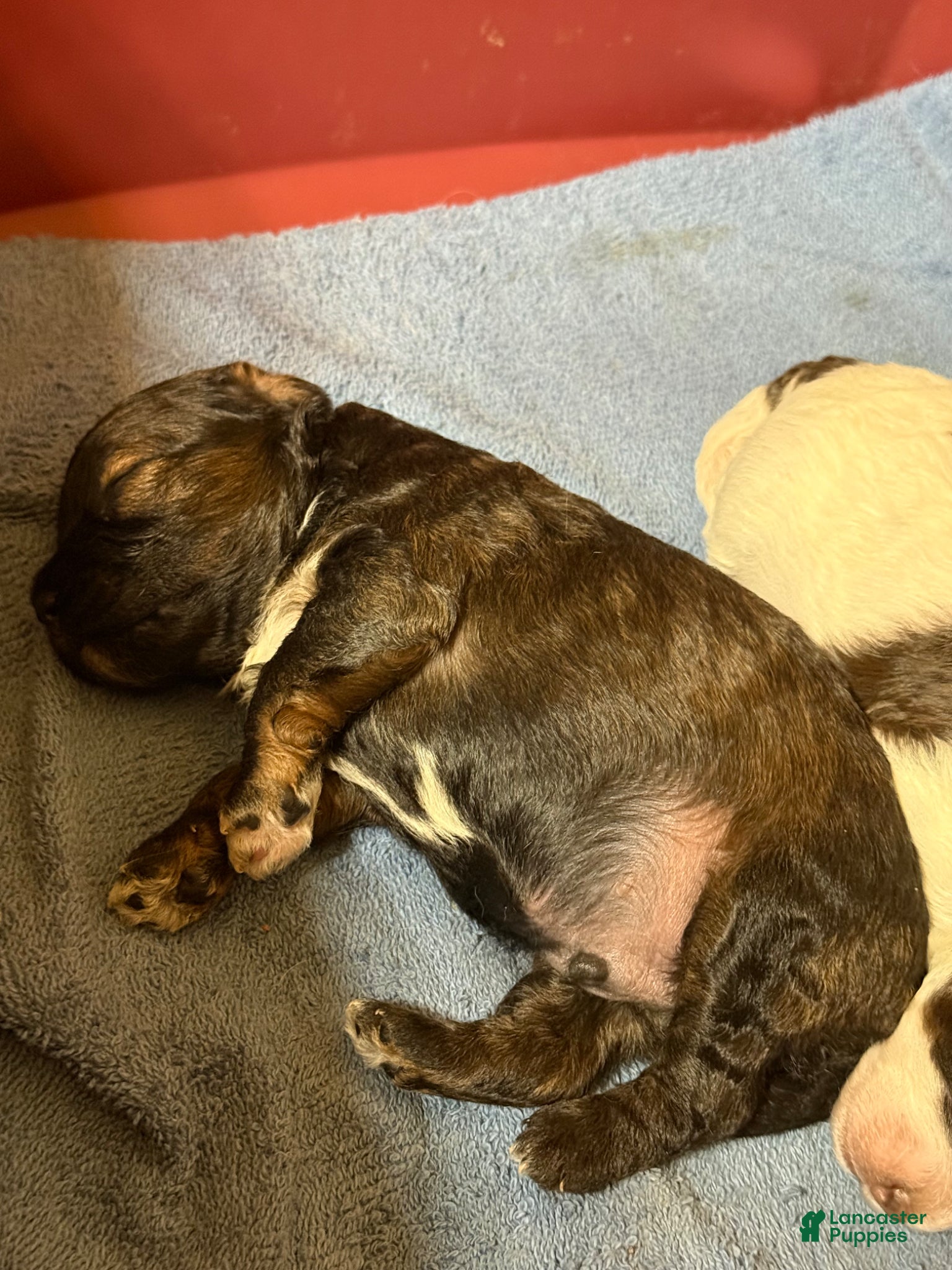 Cockapoo dogs Cockapoo Puppy 1 - Ad 13