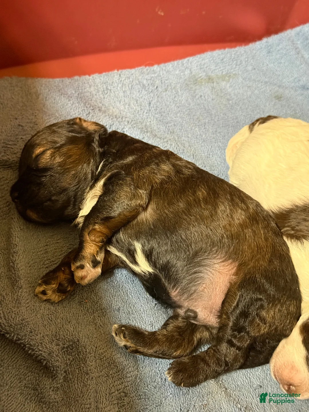 Cockapoo dogs for sale: Cockapoo Puppy 1 - Ad 1