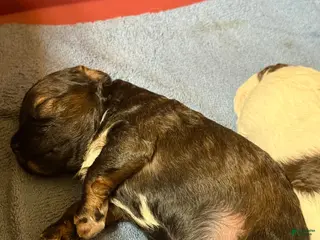 Cockapoo dogs Cockapoo Puppy 1 - Ad 13