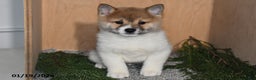 Shiba Inu dogs for sale: Jasper - Ad 4
