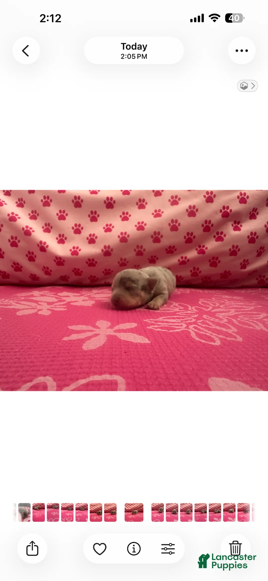 Chihuahua dogs for sale: Chihuahua Puppy 5 - Ad 1