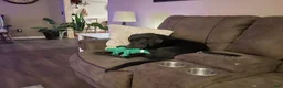 Labrador Retriever dogs for sale: Miles - Ad 3