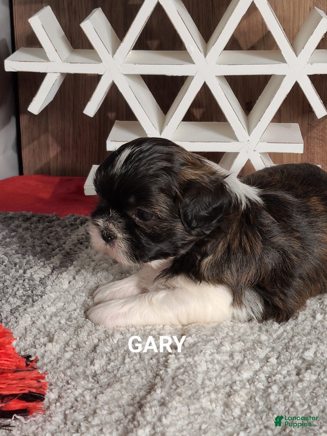 Shih Tzu dogs for sale: GARY - Ad 3