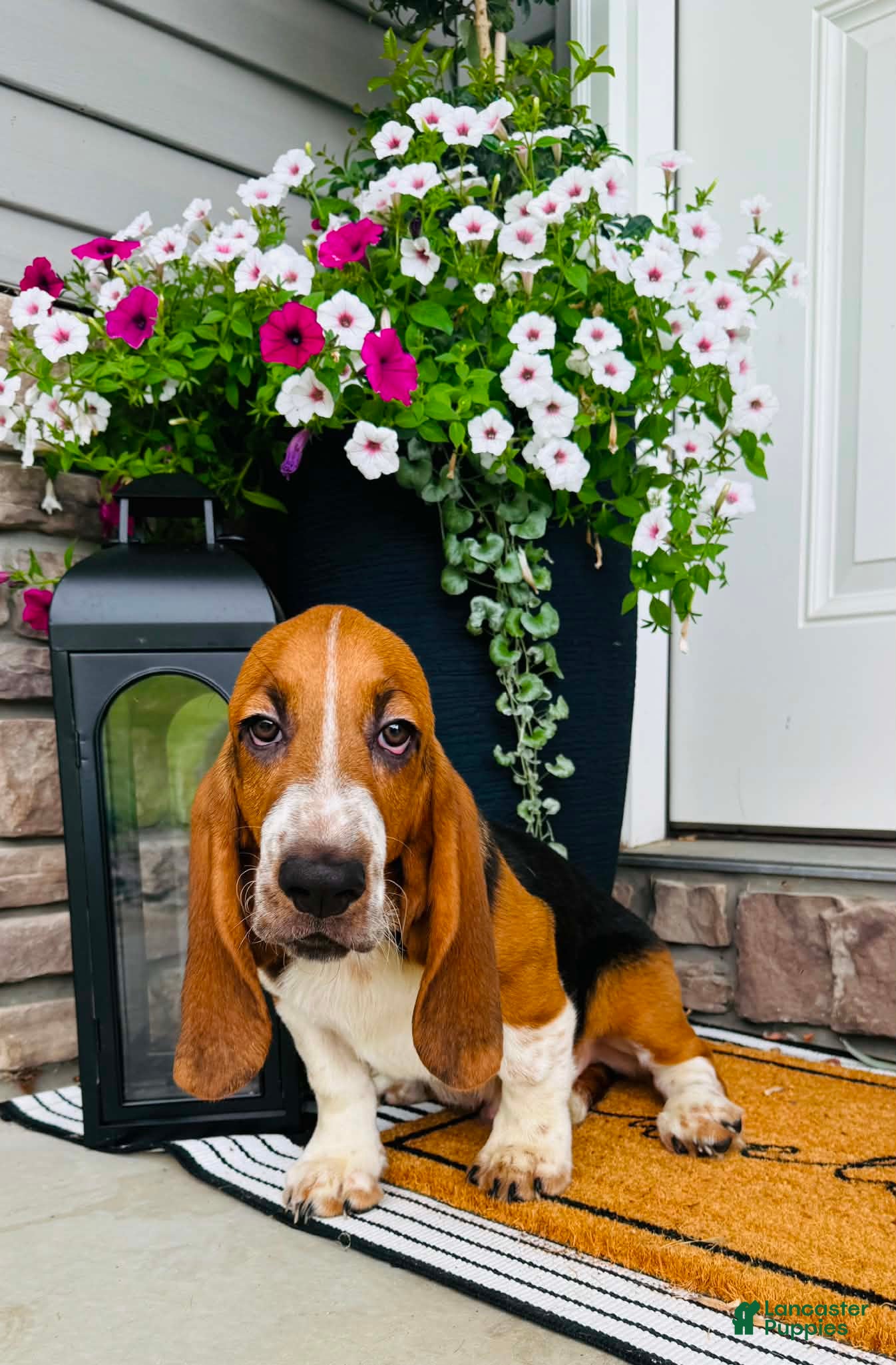 Basset Hound dogs Teddy - Ad 2