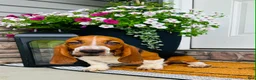 Basset Hound dogs for sale: Teddy - Ad 2
