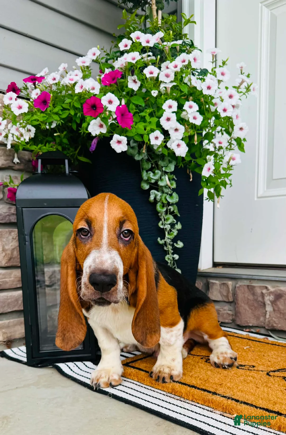 Basset Hound dogs for sale: Teddy - Ad 2