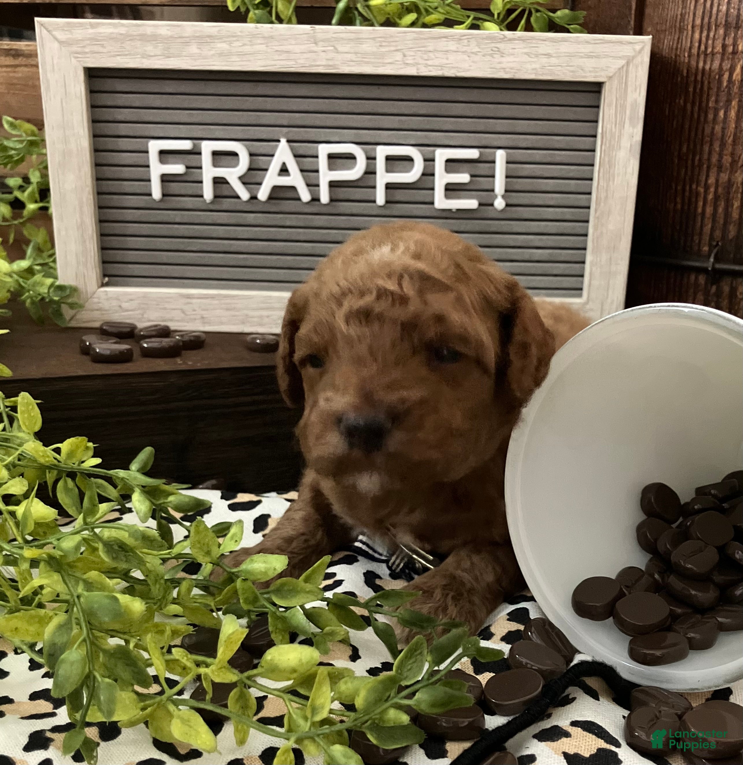 Miniature Poodle dogs Frappe’ - Ad 2
