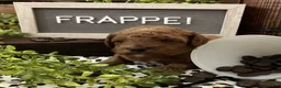 Miniature Poodle dogs for sale: Frappe’ - Ad 3
