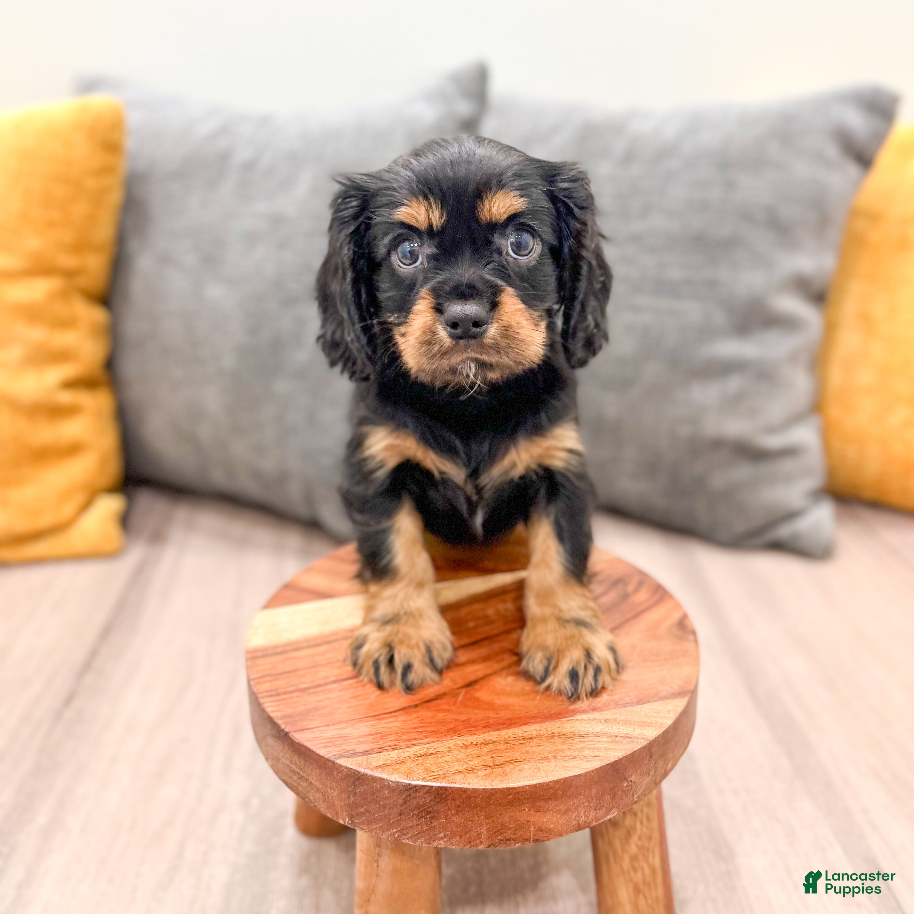 Cavalier King Charles Spaniel dogs Daisy - Ad 2