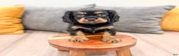 Cavalier King Charles Spaniel dogs for sale: Daisy - Ad 2