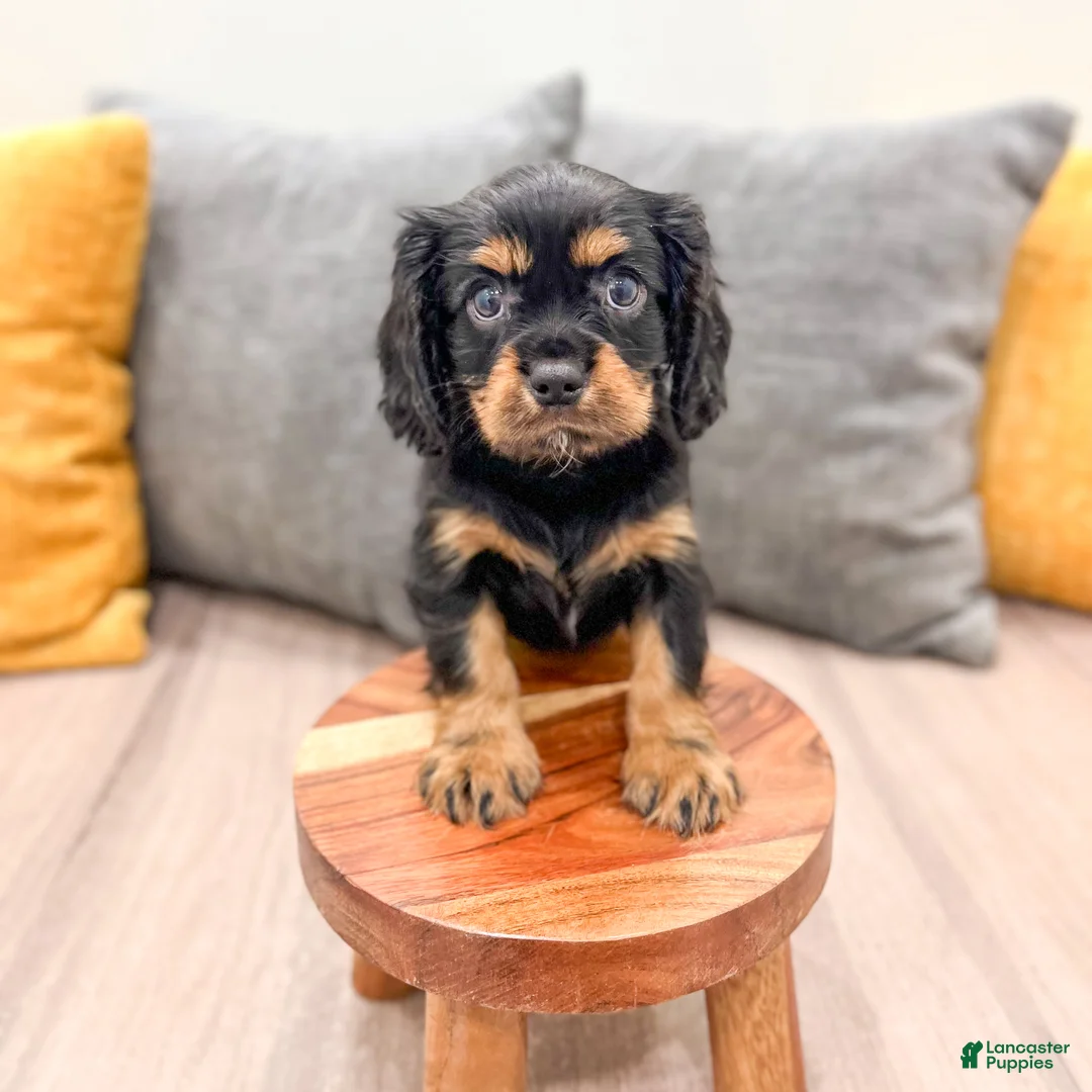 Cavalier King Charles Spaniel dogs for sale: Daisy - Ad 2