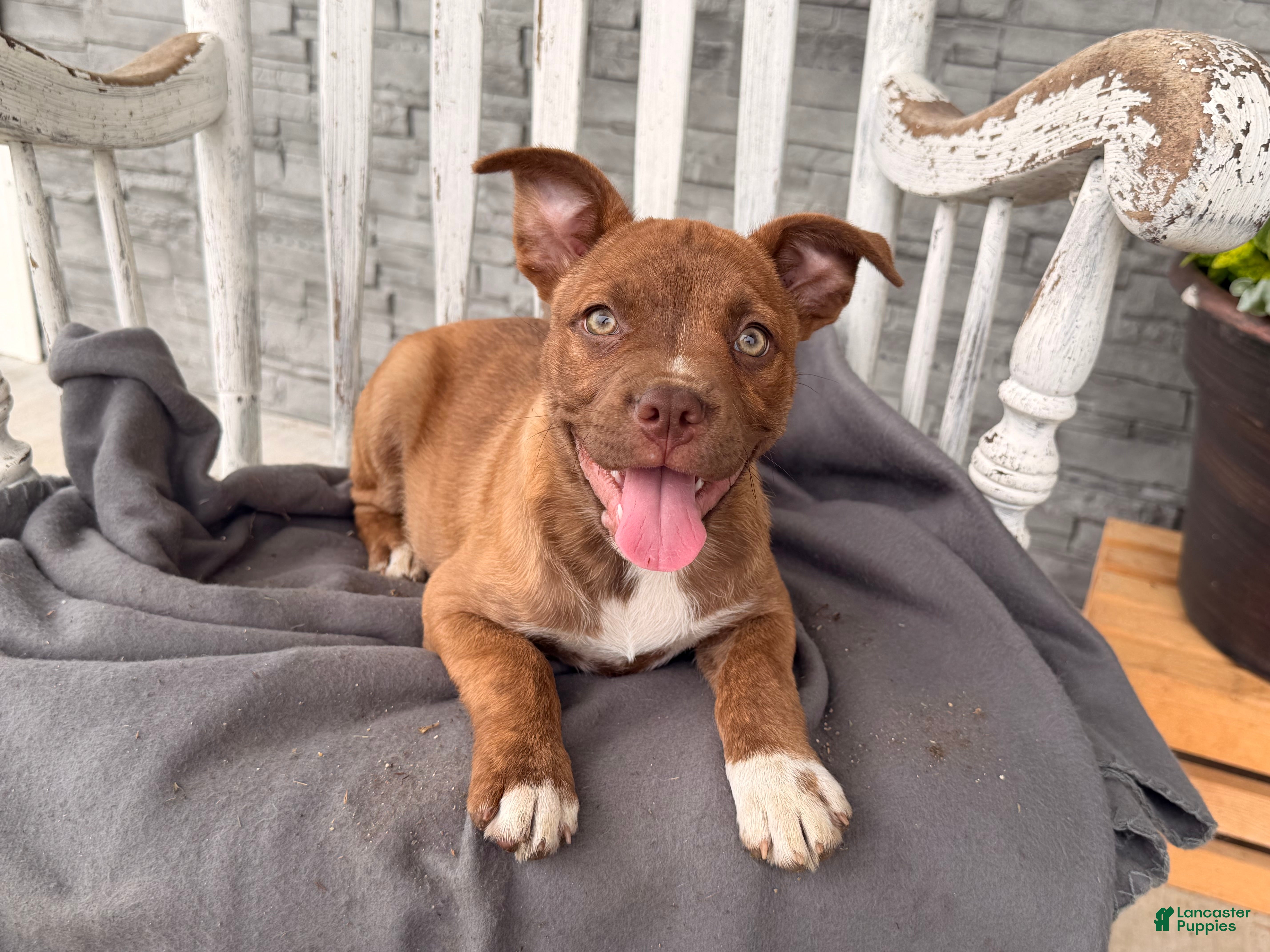 Mixed Breed dogs Rainbow - Ad 1