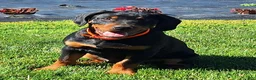 Mixed Breed dogs for sale: Luke - Ad 1