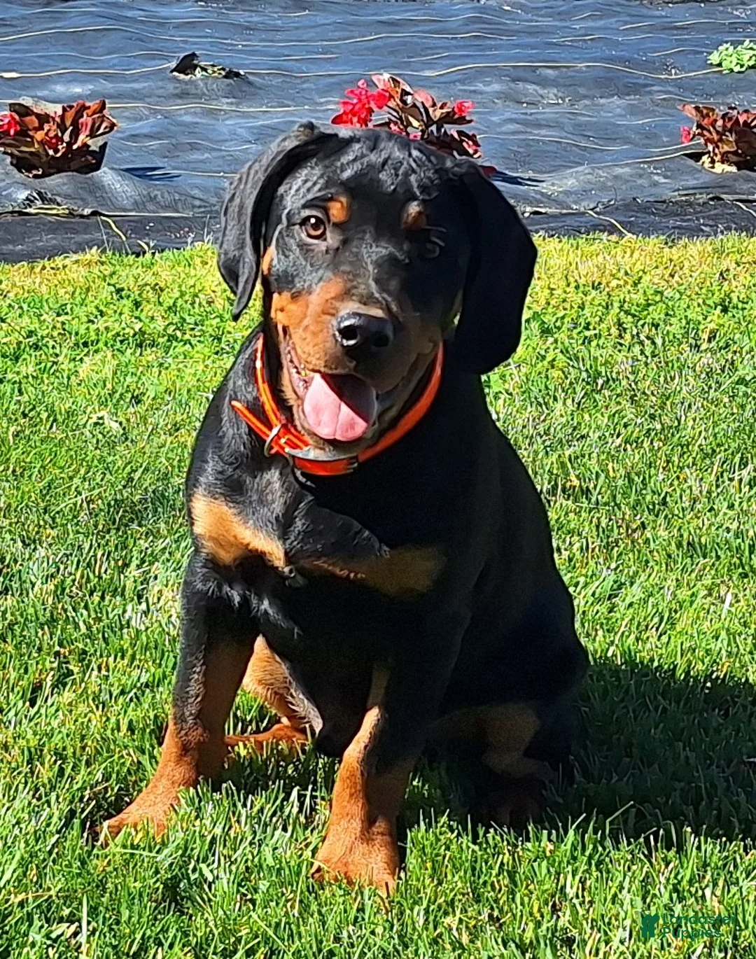 Mixed Breed dogs for sale: Luke - Ad 1