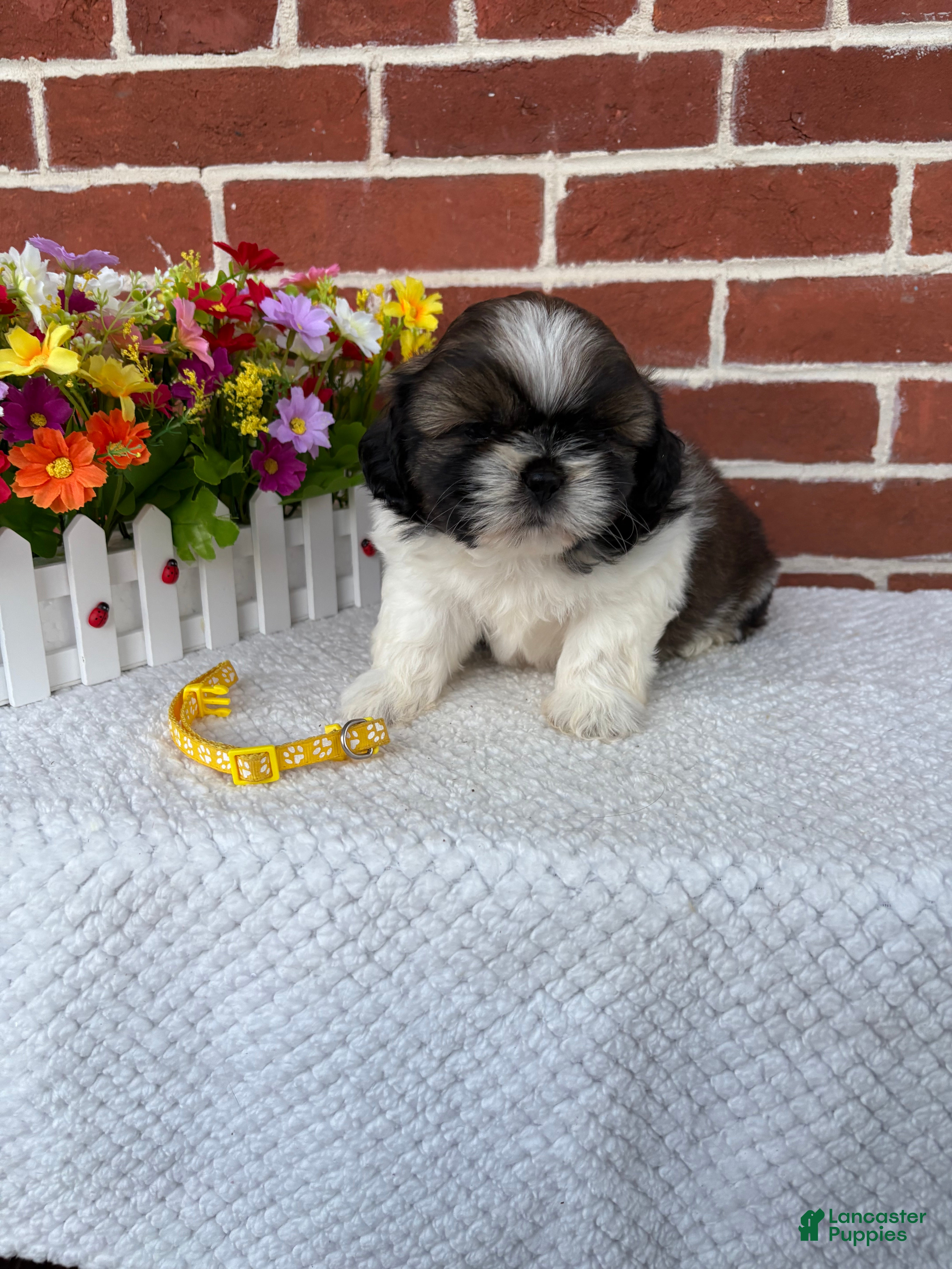 Shih Tzu dogs Colby - Ad 2