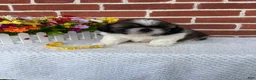Shih Tzu dogs for sale: Colby - Ad 2