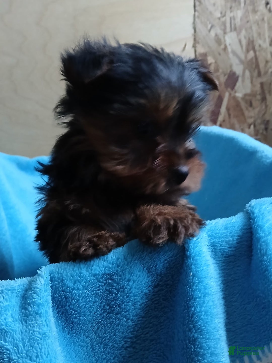 Yorkshire Terrier dogs for sale: Sherry - Ad 3
