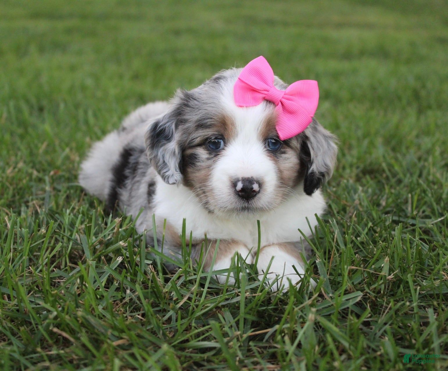 Mini Aussiedoodle dogs Kylie 🎀 - Ad 2