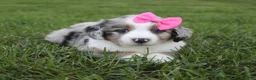 Mini Aussiedoodle dogs for sale: Kylie 🎀 - Ad 2