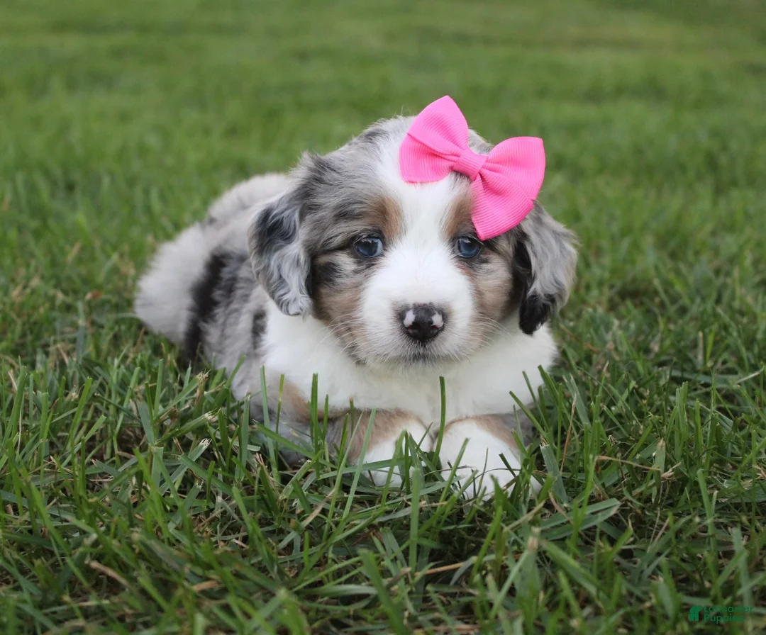 Mini Aussiedoodle dogs for sale: Kylie 🎀 - Ad 2