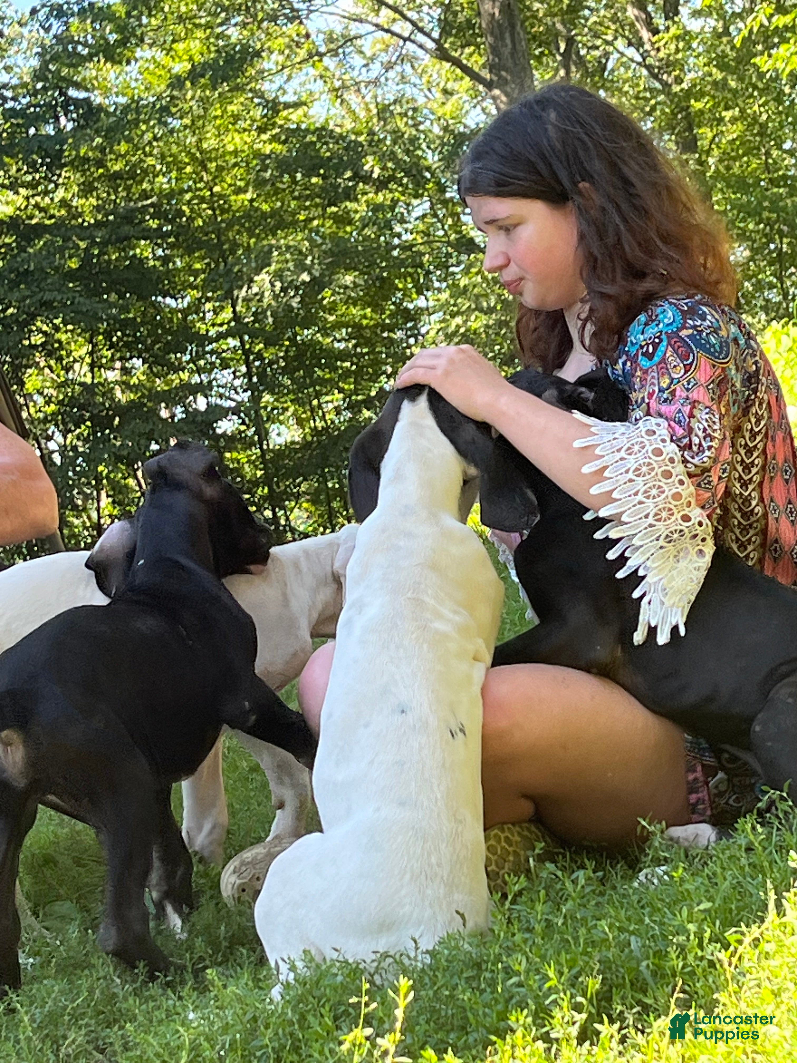 Great Dane dogs Hefty - Ad 1