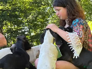 Great Dane dogs Hefty - Ad 1